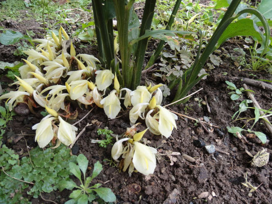 根元にワサワサ。花盛り。