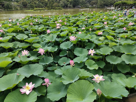 目移りするほどたくさん