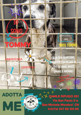 TOMMY ADOTTATO A DISTANZA DA BARBARA