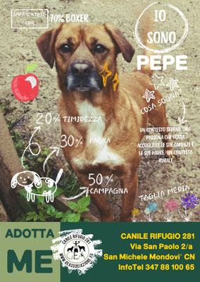 PEPE ADOTTATO A DISTANZA DA VALERIA