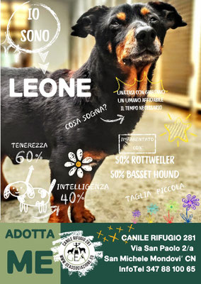 LEONE ADOTTATO A DISTANZA DA MARTINA