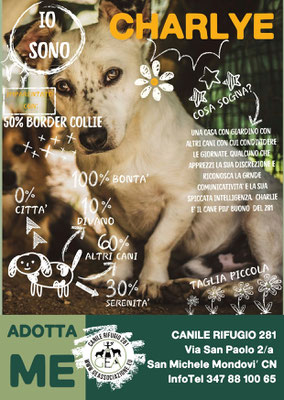 CHARLIE ADOTTATO A DISTANZA DA ANNALISA E SIMONA