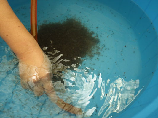 モクズガニ 山口県栽培漁業公社