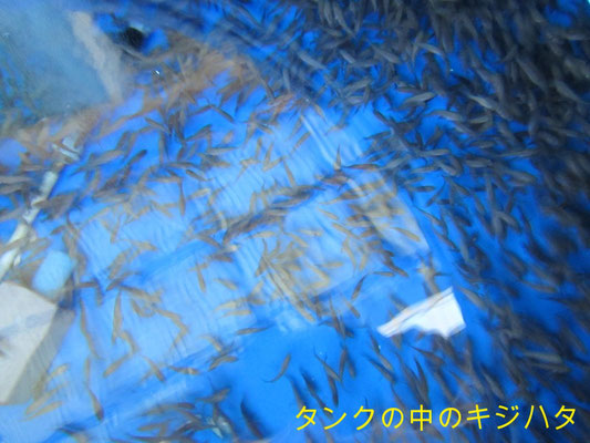 キジハタ 山口県栽培漁業公社 キジハタ 山口県栽培漁業公社