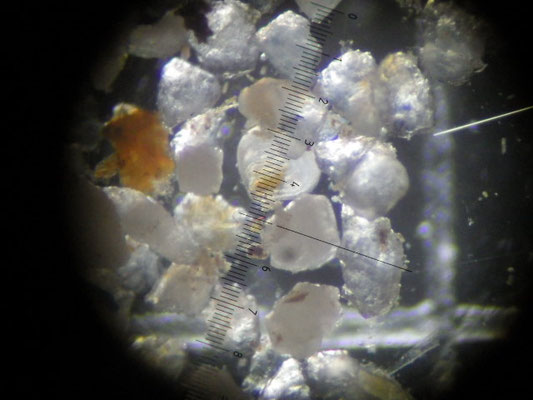 アサリ 山口県栽培漁業公社