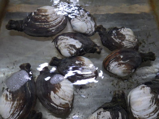 アサリ 山口県栽培漁業公社