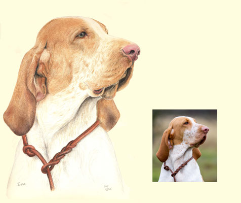 Tessa, Bracco Italiano, Aquarellstift auf Papier, Christa Lippich - Tiermalerei