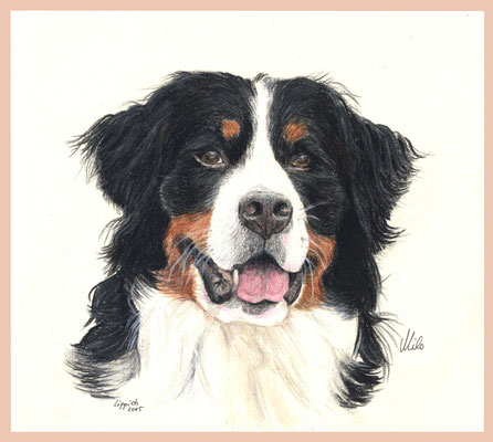 Milo, Berner Sennenhund, Aquarellstift auf Papier, Christa Lippich - Tiermalerei