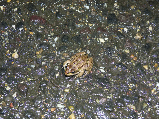 subadulter Teichfrosch