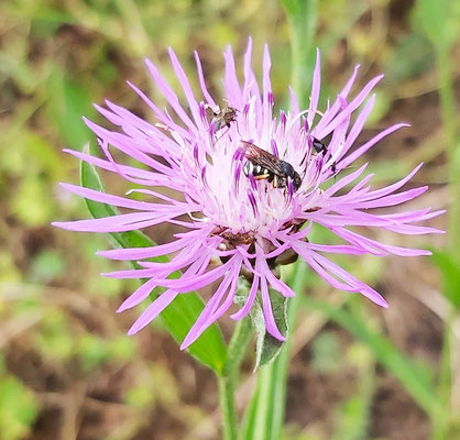 Vierertreff Flockenblume, Foto: D. Wolff