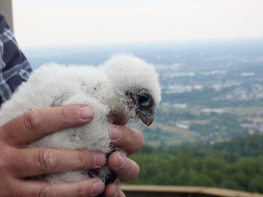 Jungfalke auf Funkturm Grünwettersbach, Foto: Klaus Stapf