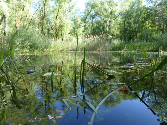 Im Weiherwald/Buchta