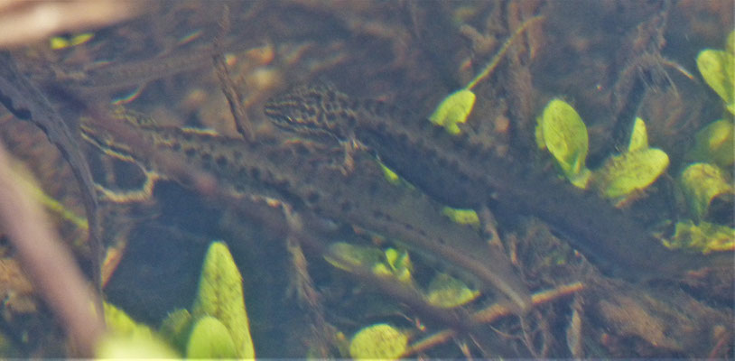 männliche Teichmolche-Rivalen