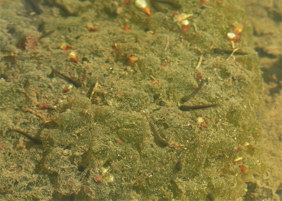 Springfrosch Larven geschlüpft