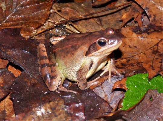 Springfrosch