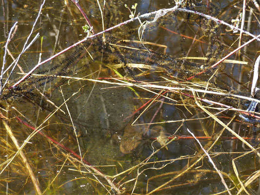 Erdkröte mit Laichschnüren und Grasfroschlaich