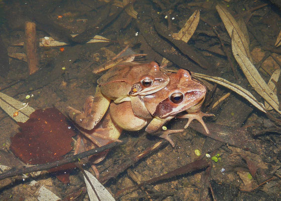 Springfroschpaarung/Buchta