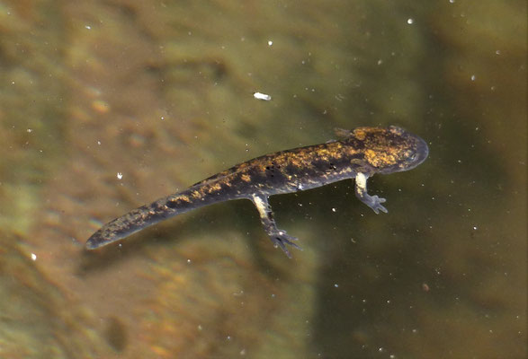 Feuersalamander Larve, Wettersbach