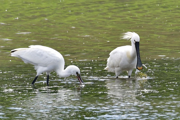 Löffler, Foto: G. Schön