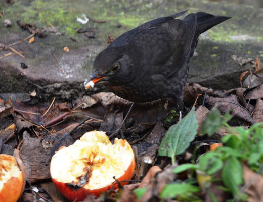 Amsel, A. Bossert