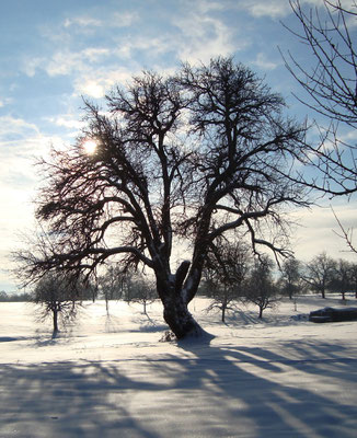 Streuobstwiese im Winter, Foto: Artur Bossert