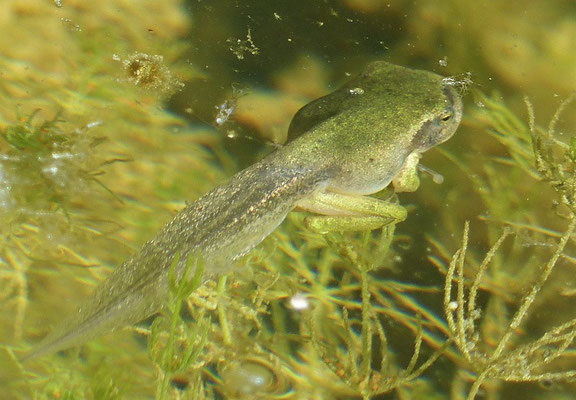 fast transformierter Laubfrosch