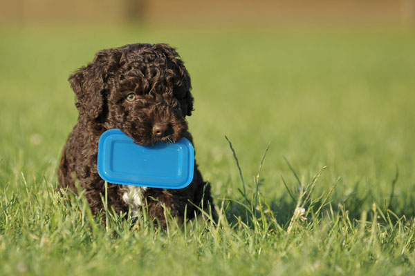 perro de agua español