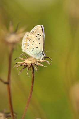 Hauhechel Bläuling