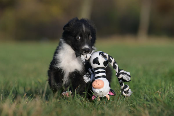 Australian Shepherd