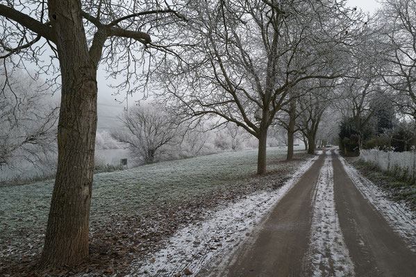 Nussbaumallee bei Frost 2022 ©Andreas Witzig