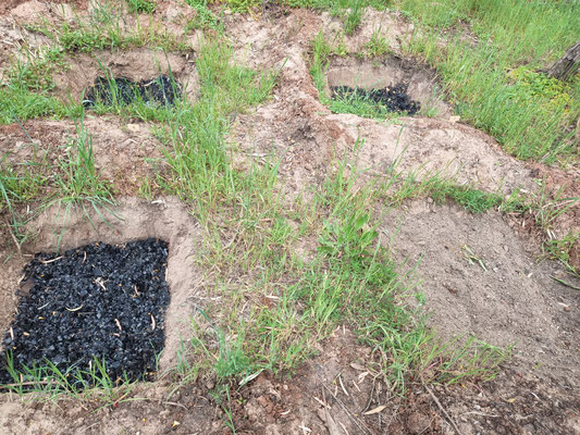 4 Zai pits - one control pit and 3 with biochar aquifers ready to be topped up with Permafert