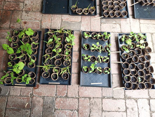 Microgreens trays with seedlings for the RAS case study