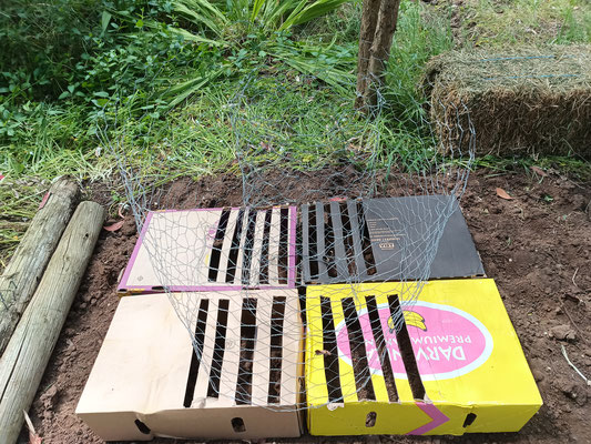 A hybrid Johnson-Su compost bioreactor made from chicken wire and cardboard boxes