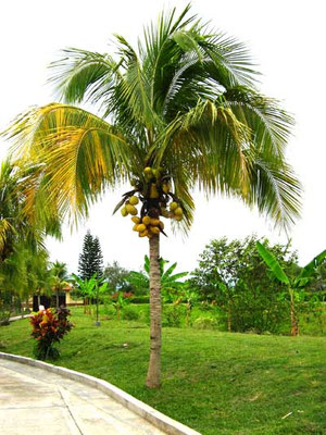 palma De Coco