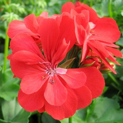 Plantas de flor