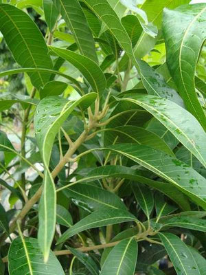 arboles frutales
