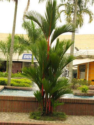 palma Roja