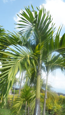 Palma manila