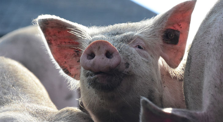 Schwein, alpschwein, flowfly.photo