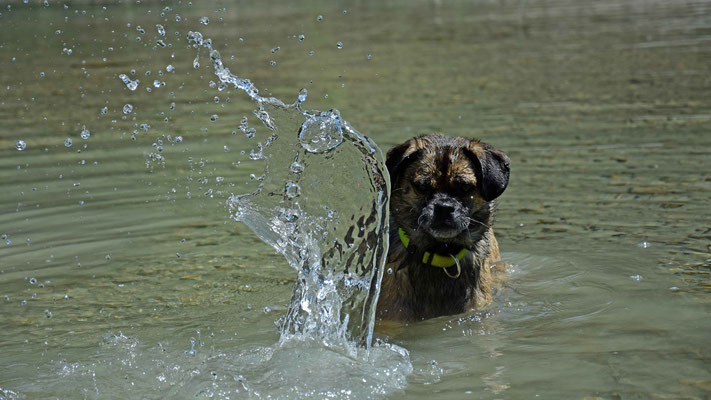Hund, Wasser, flowfly