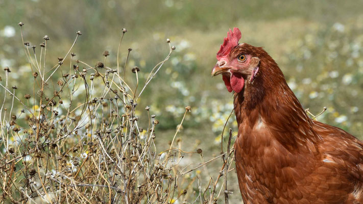 Huhn, Henne, flowfly