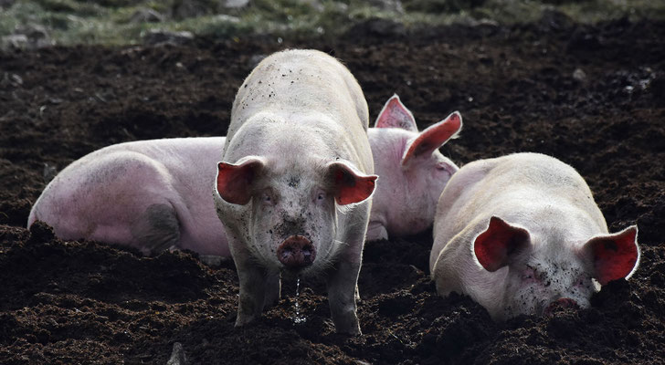 schweine, pig, flowfly.photo
