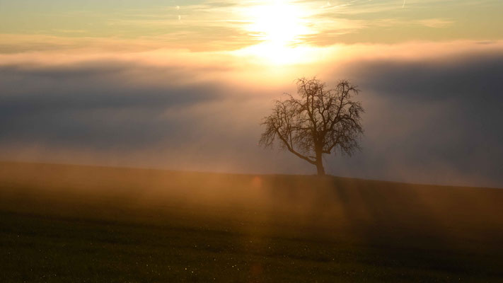 Sonnenuntergang, Nebel, Baum, flowfly