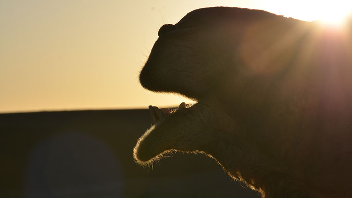 Kamel, Morgenlicht, Sahara, Marokko, flowfly.photo