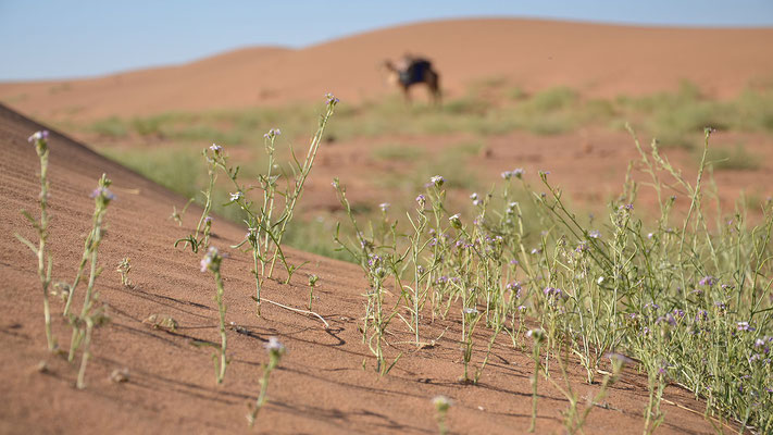 Blumen, Sahara, Sand, Kamel, flowfly.photo