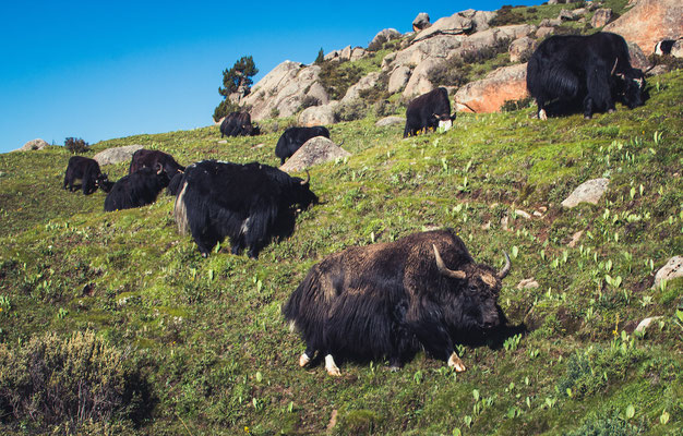 • Yaks. Sie waren einfach überall. Wenn sie plötzlich los sprangen, weil sie sich vor uns erschreckten, sahen sie immer aus wie Geister, weil deren Fell sich wie ein Geistergewand in Zeitlupe hinterher bewegte. 