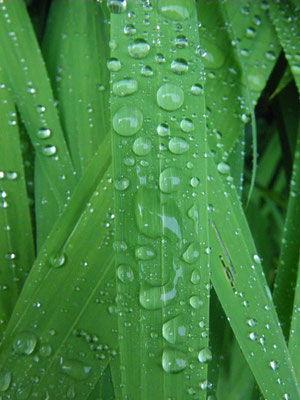 raindrops (II)