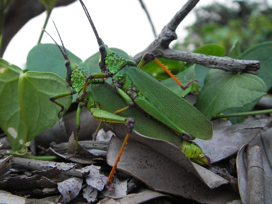 Saltamontes acopling (Pyrgomorphidae)