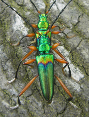 Cópula a todo color, Gabón