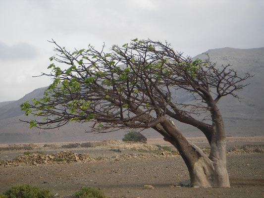 Baobab, Ilha de Boavista, Cabo Verde